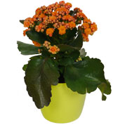 Kalanchoe laranja + Cachep Verde Limo